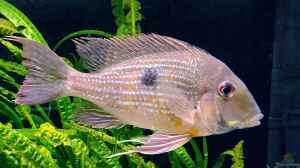 Geophagus-Arten im Aquarium halten