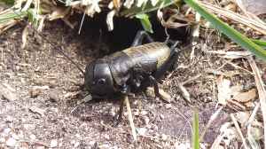 Gryllus campestris im Garten