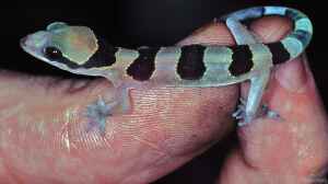 Hemidactylus fasciatus im Terrarium halten