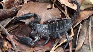 Heterometrus spinifer im Terrarium halten