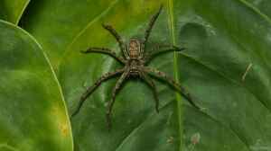 Heteropoda venatoria im Terrarium halten