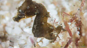 Hippocampus nalu im Aquarium halten