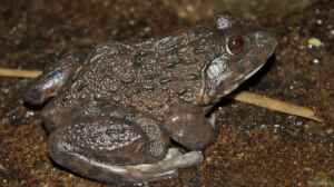 Hoplobatrachus chinensis im Terrarium halten