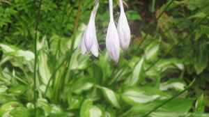 Hosta sieboldii am Gartenteich pflanzen