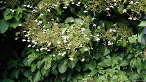 Hydrangea petiolaris im Garten pflanzen