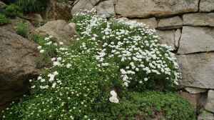 Iberis sempervirens im Garten pflanzen