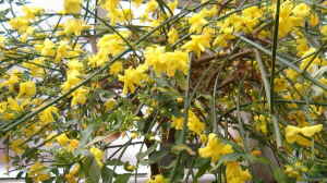 Jasminum mesnyi im Garten pflanzen