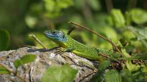 Lacerta bilineata im Terrarium halten