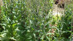 Lactuca sativa var. angustana im Garten pflanzen