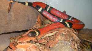 Lampropeltis triangulum sinaloae im Terrarium halten