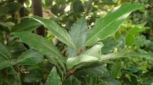 Laurus nobilis im Garten pflanzen