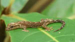 Lepidodactylus lugubris im Terrarium halten