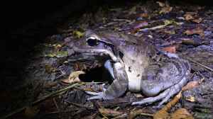 Leptodactylus fallax im Terrarium halten