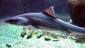 Mustelus asterias im Aquarium halten