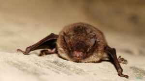 Myotis daubentonii im Garten