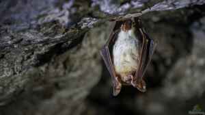 Myotis myotis im Garten