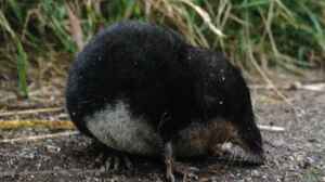 Neomys fodiens am Gartenteich