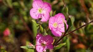 Oenothera rosea im Garten pflanzen