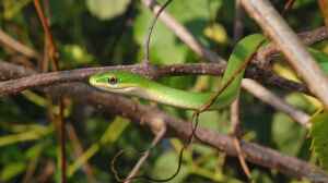 Opheodrys aestivus im Terrarium halten