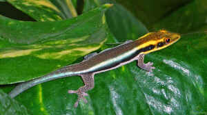 Phelsuma klemmeri im Terrarium halten