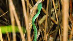 Philothamnus punctatus im Terrarium halten