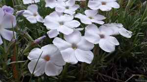 Phlox multiflora am Gartenteich pflanzen