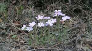 Phlox sibirica am Gartenteich pflanzen