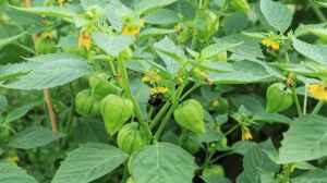 Physalis philadelphica im Garten pflanzen