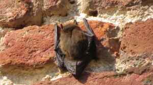 Pipistrellus pipistrellus im Garten