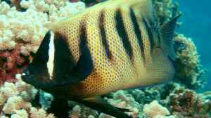 Pomacanthus sexstriatus im Aquarium halten