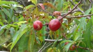 Prunus persica var. nucipersica im Garten pflanzen