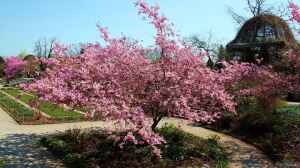 Prunus sargentii im Garten pflanzen