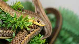 Psammophis sibilans im Terrarium halten