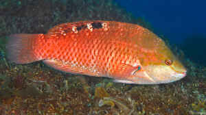 Pseudolabrus japonicus im Aquarium halten