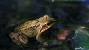 Rana arvalis im Gartenteich