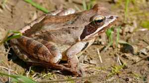 Rana dalmatina im Gartenteich