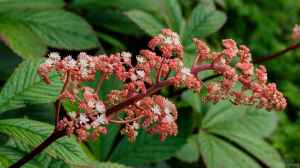 Rodgersia im Garten pflanzen