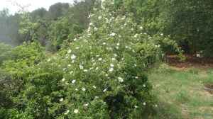 Rosa corymbifera im Garten pflanzen