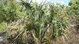 Sabal palmetto im Garten pflanzen