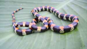 Scolecophis atrocinctus im Terrarium halten