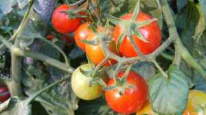 Solanum lycopersicum im Garten pflanzen