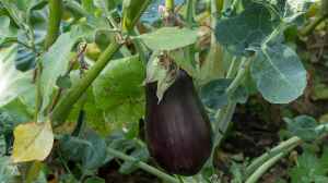 Solanum melongena im Garten pflanzen