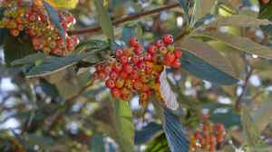 Sorbus aria im Garten pflanzen