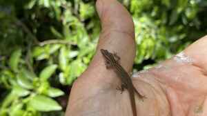 Sphaerodactylus notatus im Terrarium halten