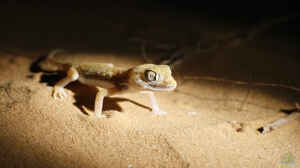 Stenodactylus sthenodactylus im Terrarium halten