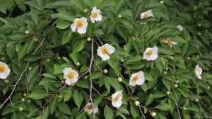 Stewartia pseudocamellia im Garten pflanzen