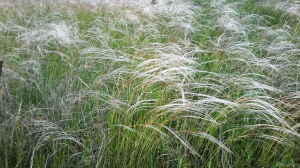 Stipa borysthenica am Gartenteich pflanzen