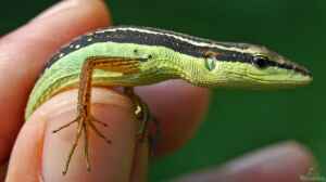 Takydromus sexlineatus im Terrarium halten