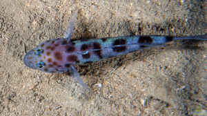 Thorogobius ephippiatus im Aquarium halten