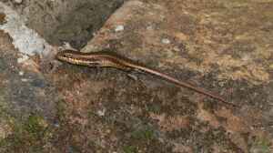 Trachylepis maculilabris im Terrarium halten